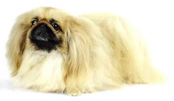 中国十大名犬都是什么?