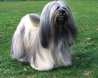 中国十大名犬都是什么?