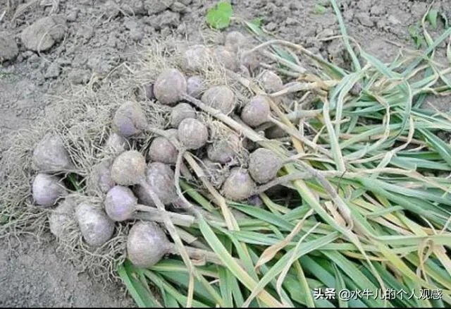 农村养殖有什么好的致富项目?