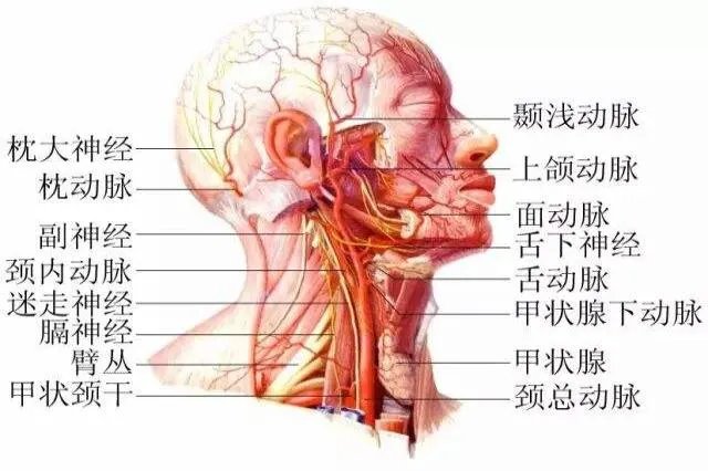 脖子结构示意图器官