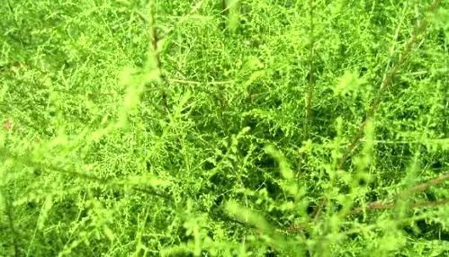 蒿草是什么？