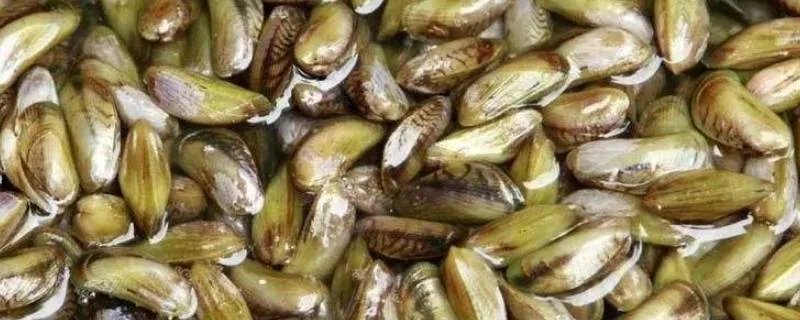 海瓜子又叫什么