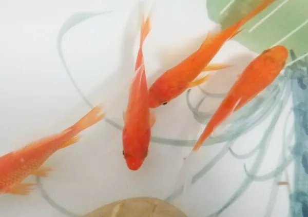怎样饲养小金鱼?