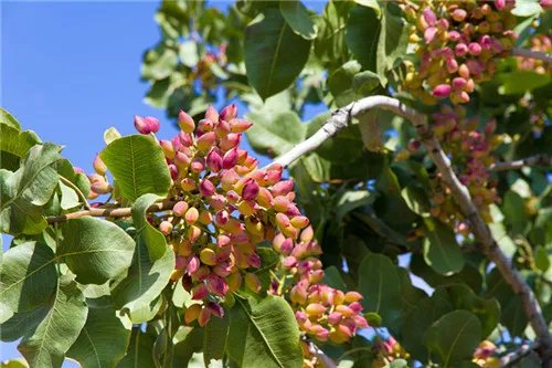 无名子的功效 如何选择无名子