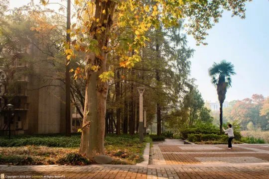 武汉秋天最美的一条路:华中农业大学学院路