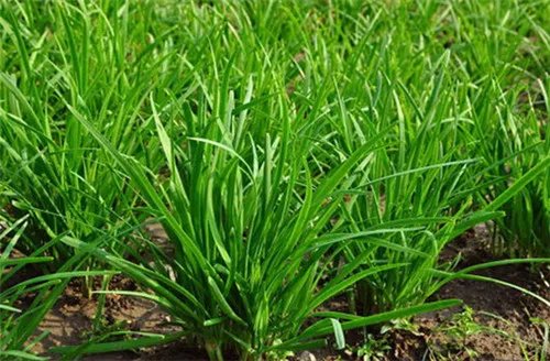 山韭菜有毒吗 山韭菜就是野韭菜吗