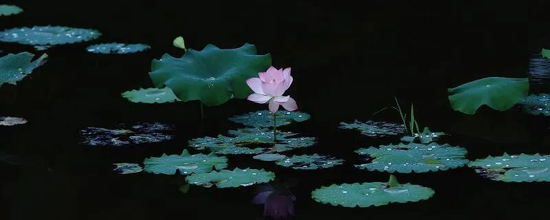 荷花象征什么