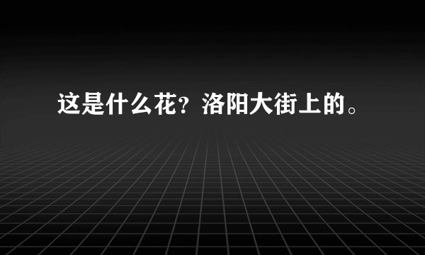 这是什么花？洛阳大街上的。