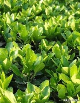 兽用四季青的功效是什么?