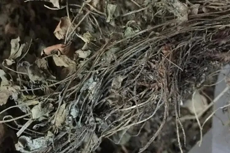 黄堇的功效与作用图片