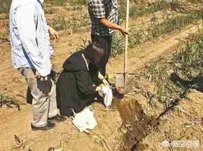 你怎么看“山东百余只羊疑吃“毒大葱”死亡，涉事种植户已抓获”？