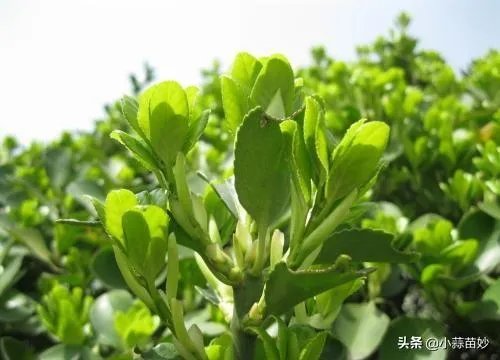 兽用四季青的功效是什么?