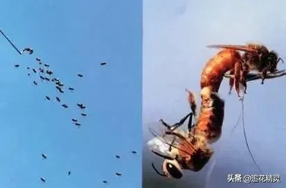 据说蜜蜂代代都是近亲，那他们是怎样繁殖的，对其有什么影响？