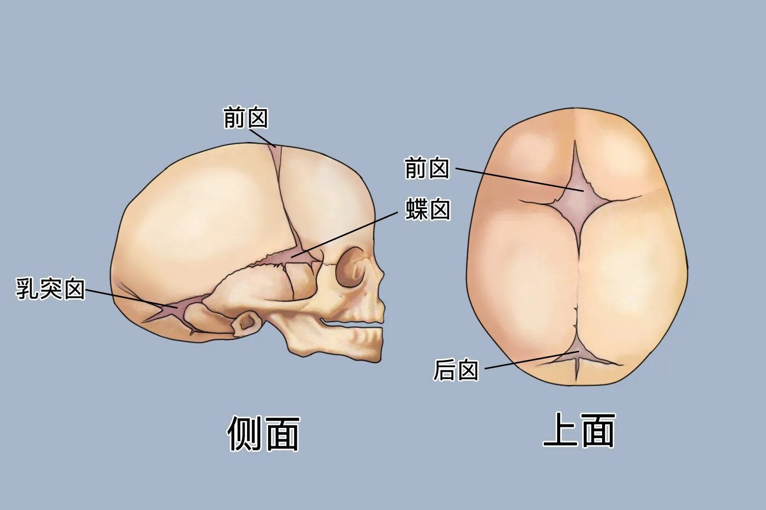 矢状缝和囟门的位置图