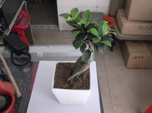 办公桌上放什么植物好