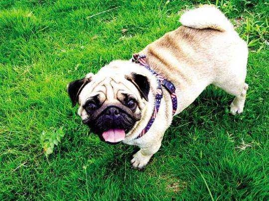 中国十大名犬都是什么?