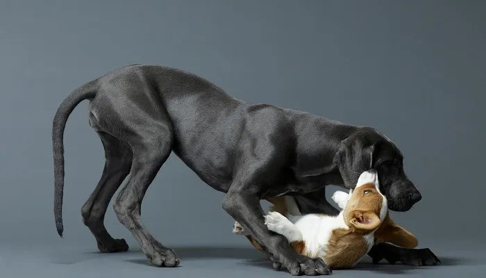 卡斯罗犬好饲养吗 卡斯罗犬怎么养