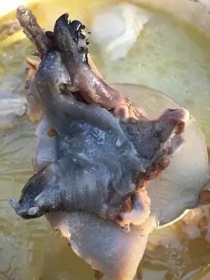 甲鱼怎么做好吃?