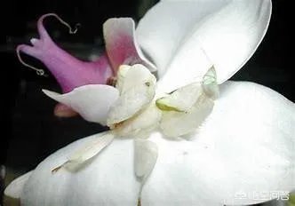 哪些动物能够“完美伪装”？你能识破吗？