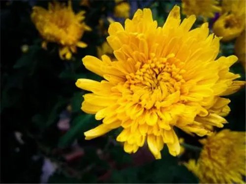 花中四君子是指什么 花中四君子的诗句