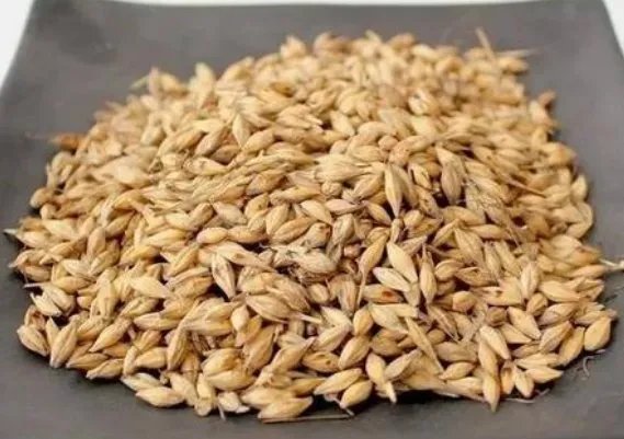 生麦芽的功效与作用是什么？