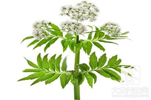 大叶油草
