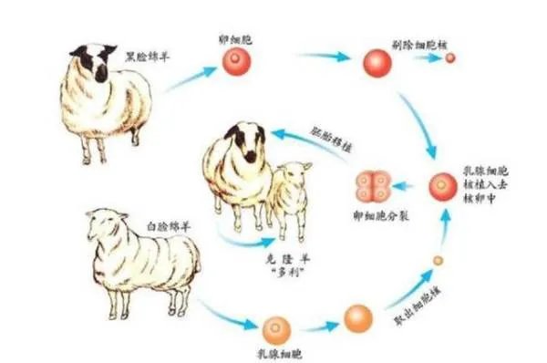 北京女子花25万克隆自己已经去世的宠物狗,我国的克隆技术处于什么水平?