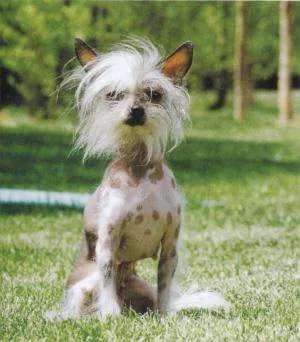 中国十大名犬都是什么?