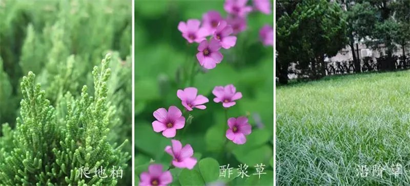 庭院造景植物设计指南