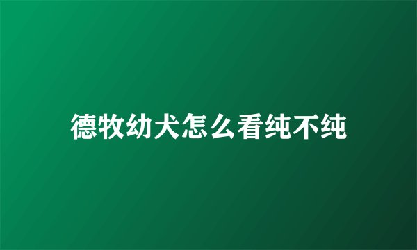 德牧幼犬怎么看纯不纯