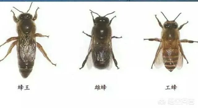 据说蜜蜂代代都是近亲，那他们是怎样繁殖的，对其有什么影响？