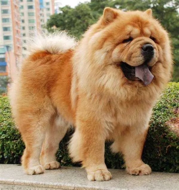 中国十大名犬都是什么?
