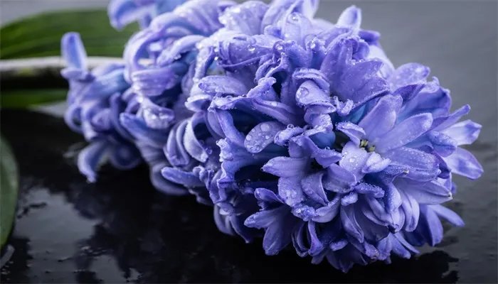 风信子花语 风信子的花语是什么