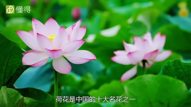荷花什么时候开