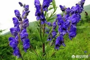乌头草有哪些疗效和功能?