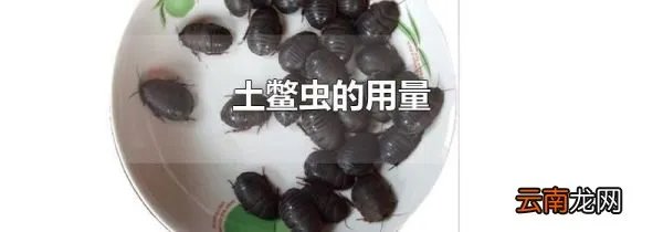 土鳖虫的用量