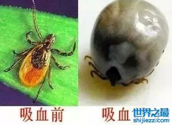 可怕!蜱虫叮咬后伤口图片竟是这样,咬伤后必须恰当处理! ...