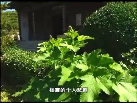 河之南的大河之光