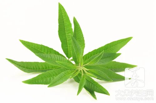 大叶油草