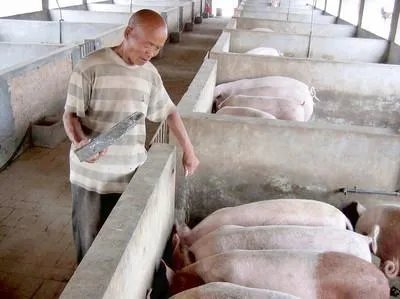 猪肉大跌49%,猪价狂降10元,啥原因?下半年能否“绝地反击”?