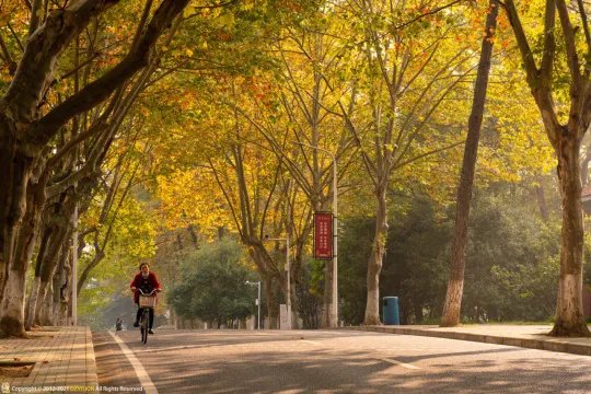 武汉秋天最美的一条路:华中农业大学学院路