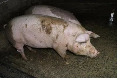 猪肉大跌49%,猪价狂降10元,啥原因?下半年能否“绝地反击”?