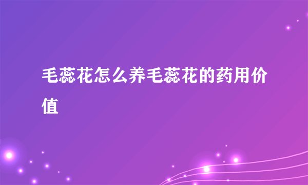 毛蕊花怎么养毛蕊花的药用价值
