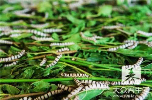 蜱虫咬人后怎么办