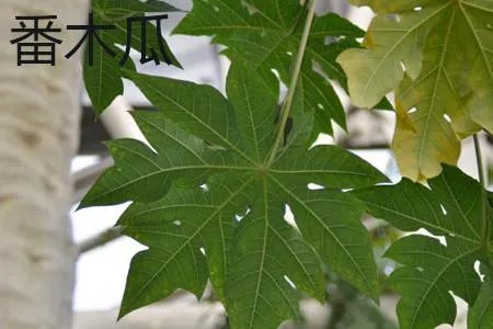 木瓜和番木瓜果实的图片区别？