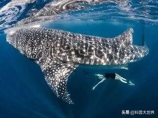 皇带鱼是不是海里面最长的鱼?