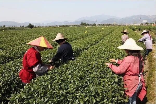 “银猴茶”为何会叫这个名字呢？