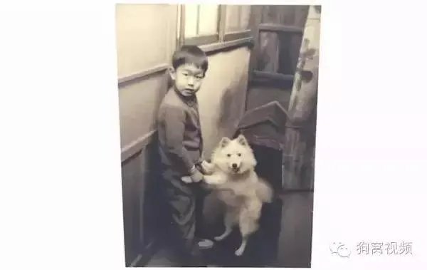 隈研吾、原研哉等设计大师,每人给狗狗做了一个家!
