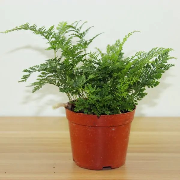 CMEL电竞版手机是赛事定制版吗？