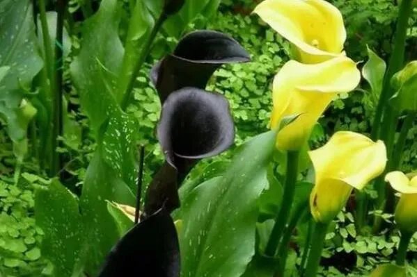世界上10种奇异的黑色花 黑牡丹上榜，第四也被称作“情花”